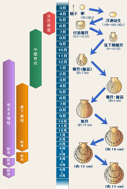 産卵から成貝まで